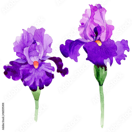 Fototapeta Naklejka Na Ścianę i Meble -  Wildflower iris flower in a watercolor style isolated.