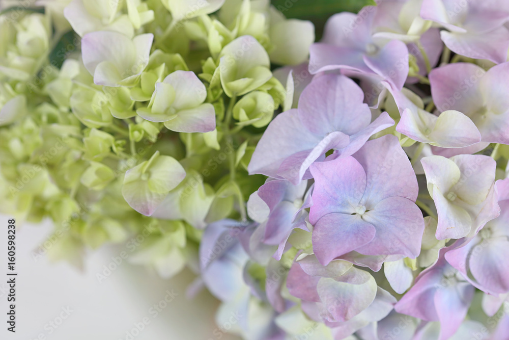 Purple-yellow Hydrangea flowers close up. Beautiful floral background Purple-yellow Hydrangea flowers close up. Beautiful floral background