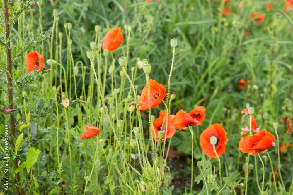 Red poppies on meadow. Slovakia
