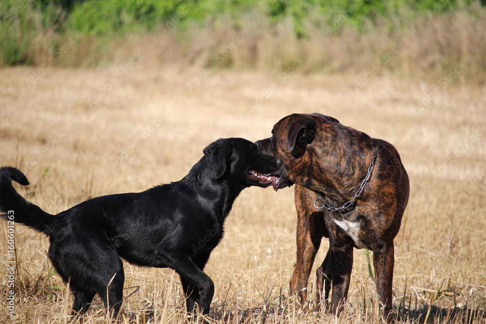 chien cane corso et labrador chien cane corso et labrador