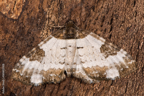 Картината върху платно Pretty chalk carpet moth (Melanthia procellata) from above