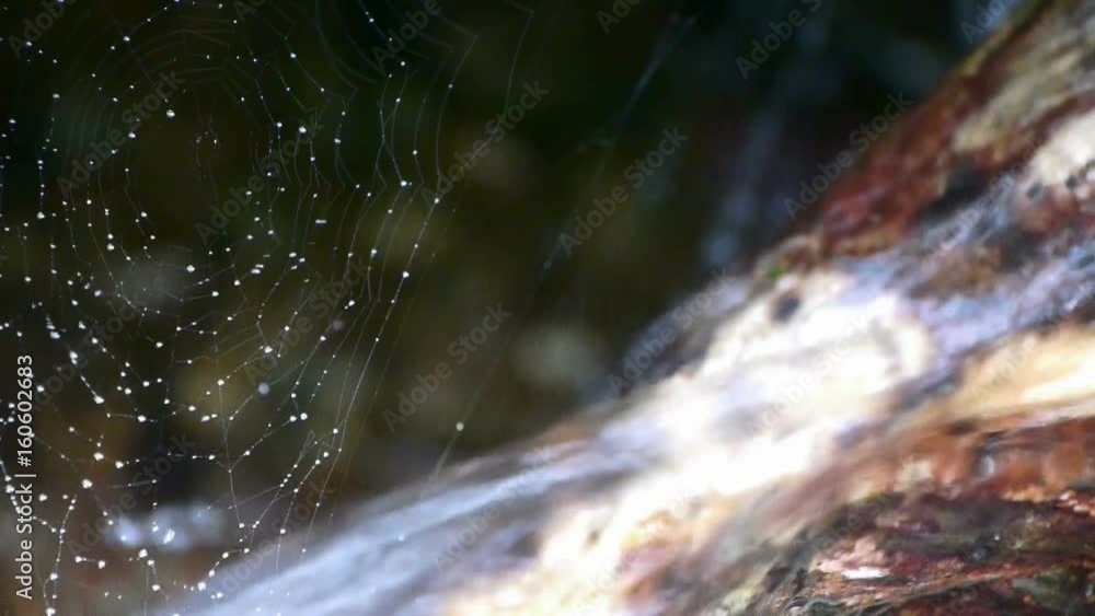 spider web cobwebs beside streams water. spider web cobwebs beside streams water.