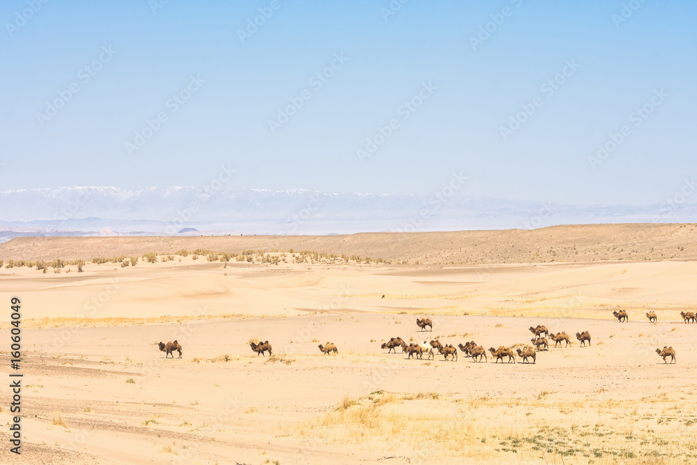 beautiful landscape of camels crossing sunlit desert 
