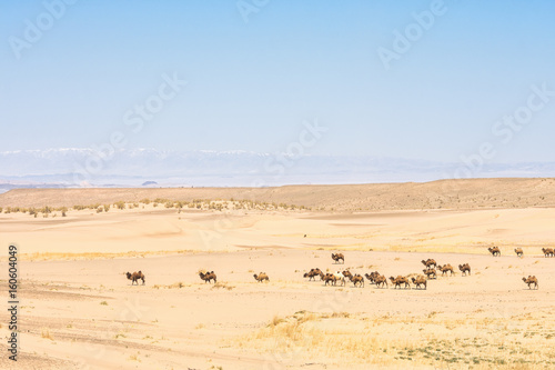 beautiful landscape of camels crossing sunlit desert 