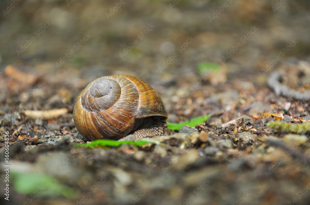Snail on the floor in the forest. Burgundy snail, Helix, Roman snail, edible snail or escargot. Snail on the floor in the forest. Burgundy snail, Helix, Roman snail, edible snail or escargot.