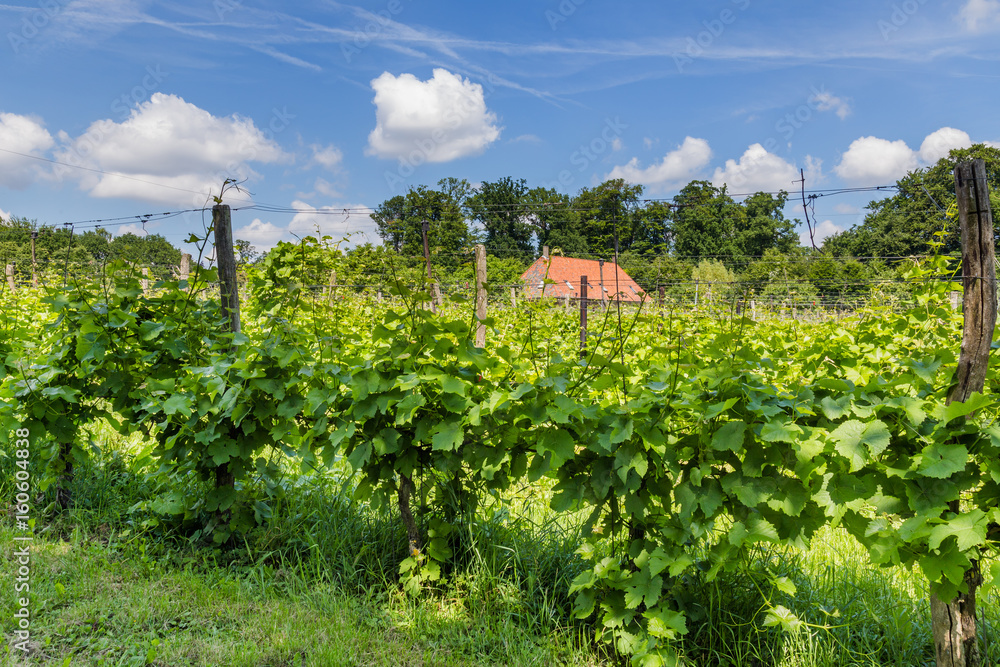 Landscape with Vineyard in the Netherlands Landscape with Vineyard in the Netherlands