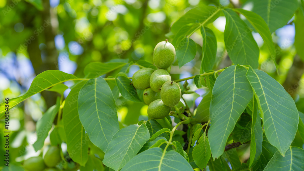 Walnut tree with unirpe fresh  walnut