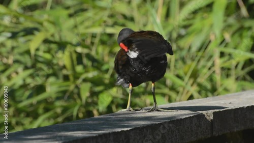 Cheeky Moorhen, Gallinula chloropus, twerking on a wall in London park