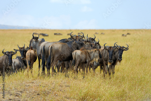Wildebeest in National park of Africa © byrdyak