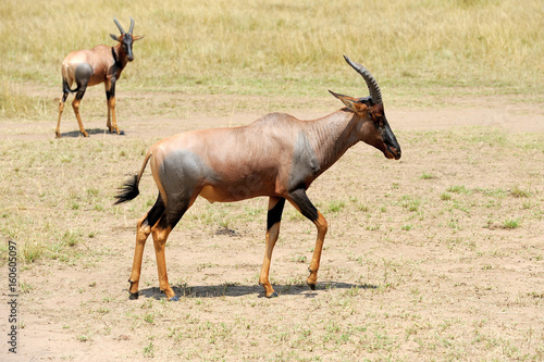 Topi Antelope (Damaliscus lunatus)