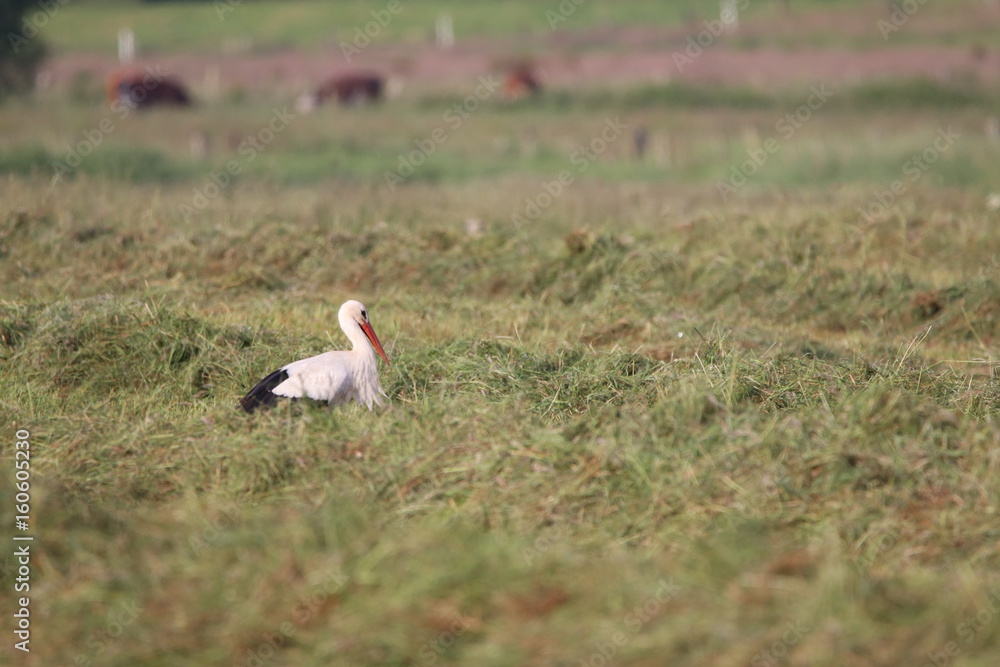 Storch_auf_Futtersuche_auf_einer_Wiese Storch_auf_Futtersuche_auf_einer_Wiese
