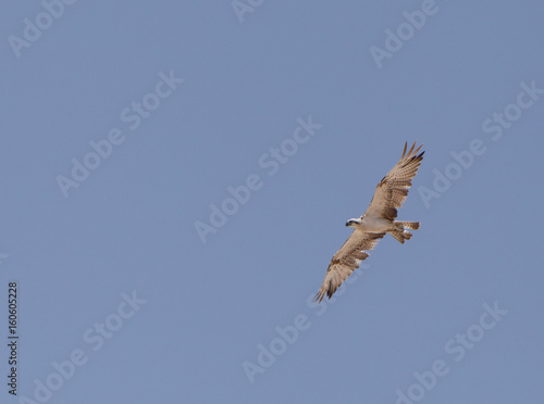 Saker Falcon flying in a blue sky