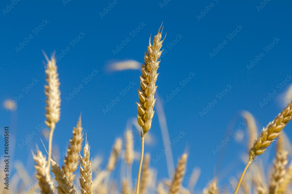 ears of wheat ears of wheat