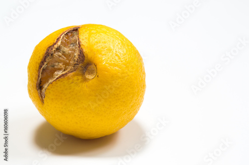 Rotten lemon isolated on white with copy space photo