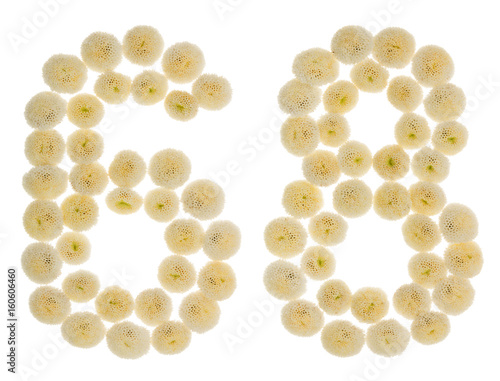 Arabic numeral 68, sixty eight, from cream flowers of chrysanthemum, isolated on white background