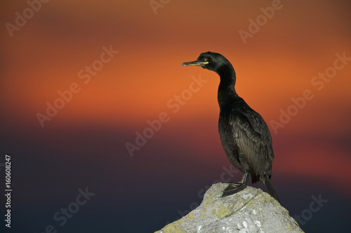 Common cormorant (Phalacrocorax aristotelis) © Enrique