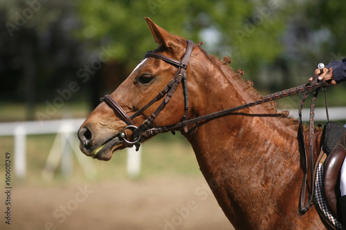 Unidentified jumping rider on horseback overcomes barriers © acceptfoto