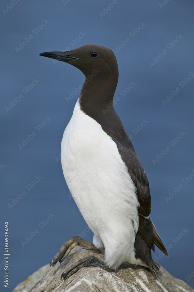 Common guillemot or Mure (Uria aalge) Common guillemot or Mure (Uria aalge)