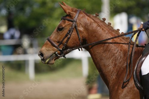 Chestnut colored purebred beautiful jumping horse canter on show jumping event