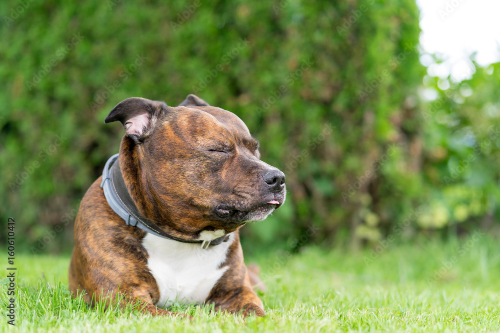 Funny portrait of staffordshire bull terrier with closed eyes on lolling tongue. Shallow depth of field and very soft focus.