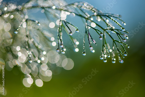 Photo Abstract composition with  dew drops over plants - selective focus, copy space