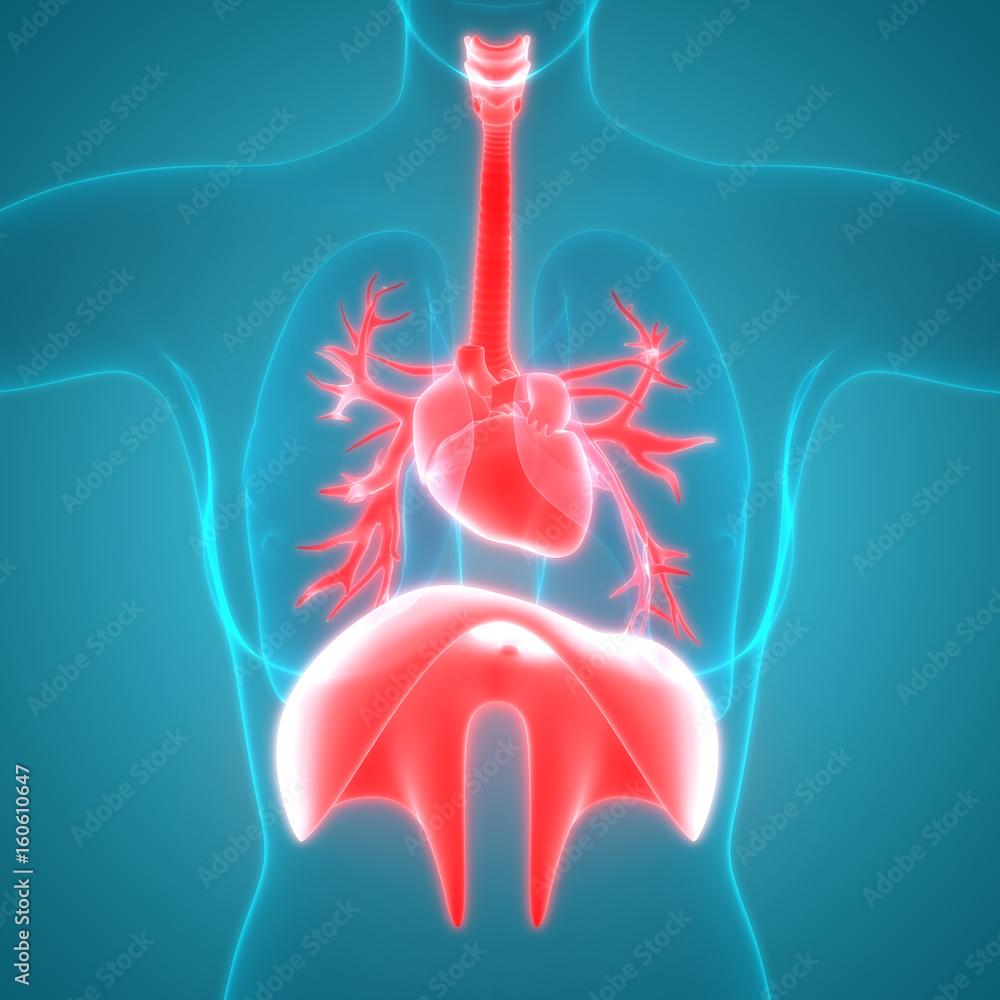 Human Body Organs Anatomy (Lungs, Heart, Diaphragm) Stock Illustration |  Adobe Stock