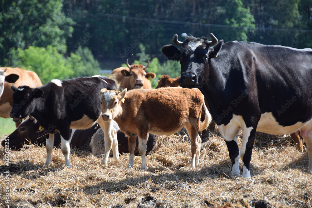 Cow on a pasture in the countryside