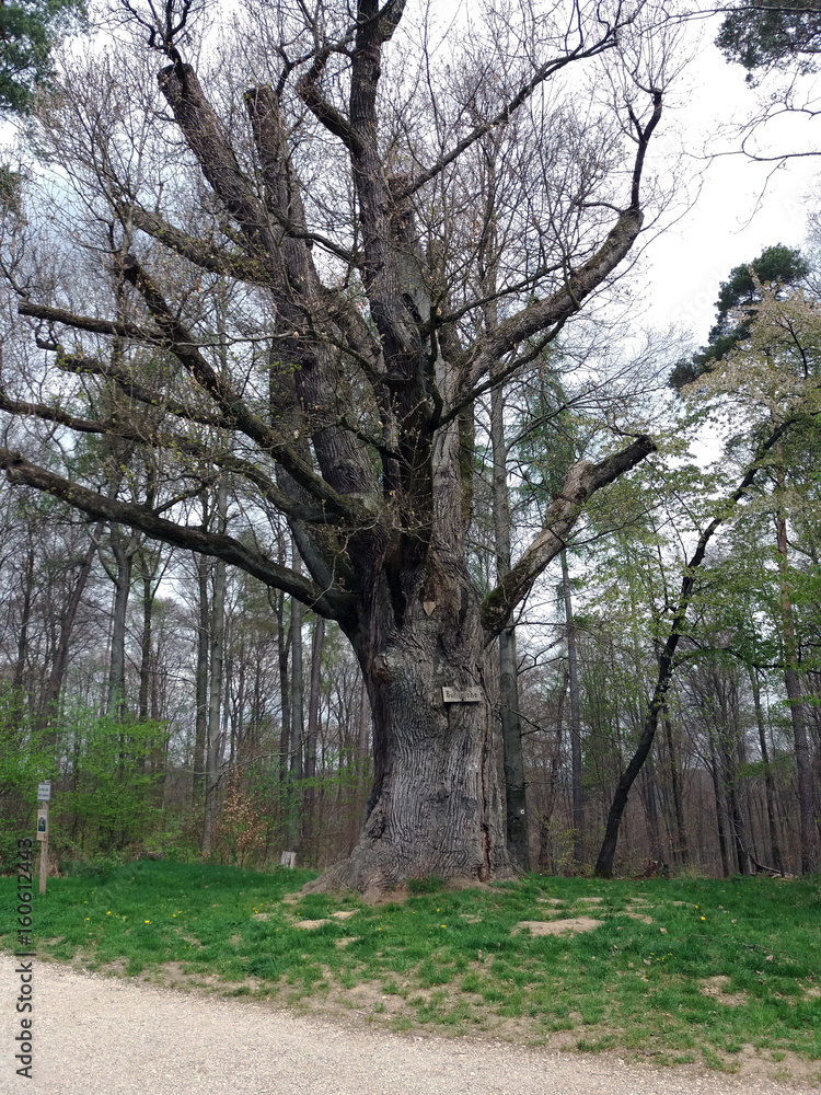 Toned image of 500 year old oak tree in Deutschland