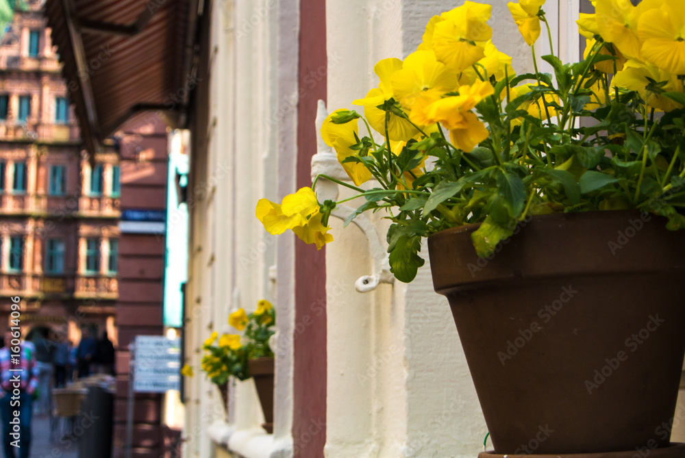 Fototapeta premium A pot with yellow pansies at the window sill of an old house at old town of Heidelberg, Germany.