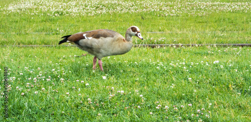 A wild duck at the street of Frankfurt eating grass, Germany.