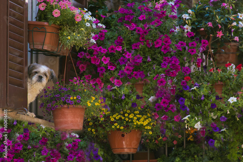 Quadro su tela Cane pazzo e buffo affacciato dal balcone fiorito