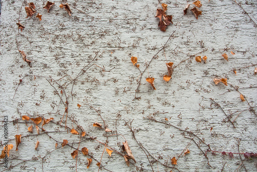 A background with brown dry grape branches and leaves rising on a white rough painted wall, Walldorf, Germany.
