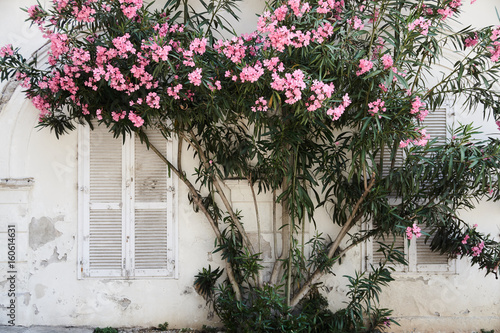 Südliche Hausfassade mit Oleander