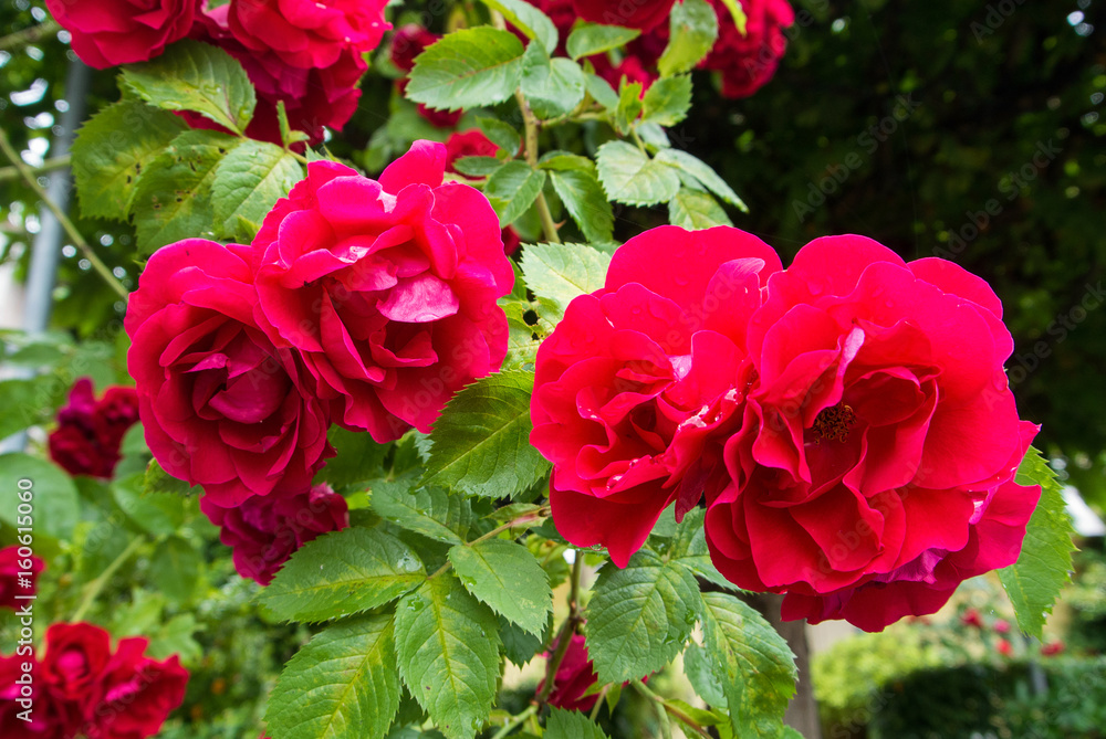 Flowers of red roses with water drops at petals and leaves in the garden after the rain, Walldorf, Germany. Flowers of red roses with water drops at petals and leaves in the garden after the rain, Walldorf, Germany.