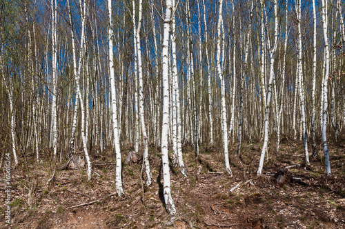 Fototapeta Naklejka Na Ścianę i Meble -  Birch tree forest woods white wood bark trunks park texture background