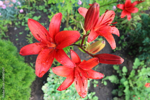 Hybrid lily red flowers wiyh water drops