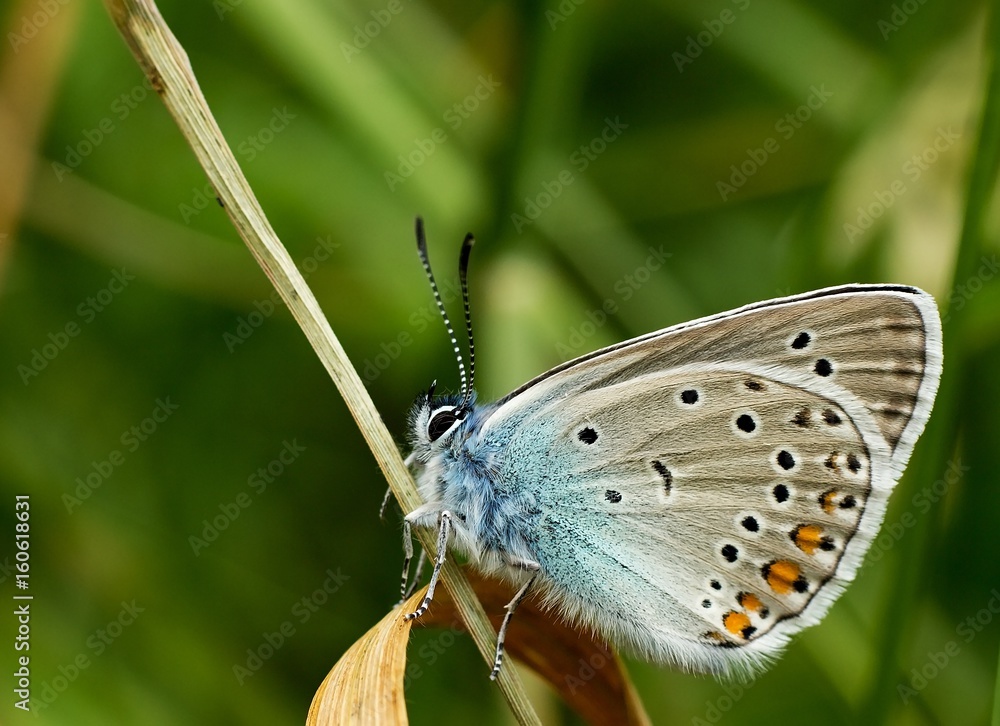 Polyommatus