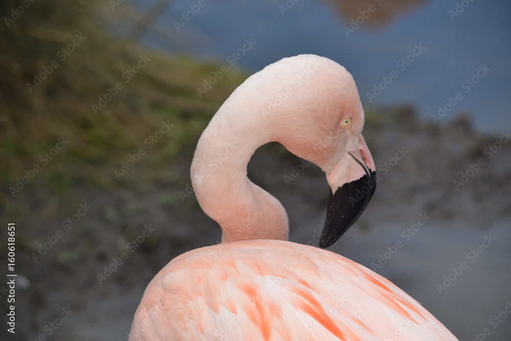 Fototapeta premium Animal