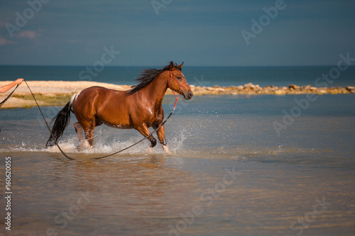 Red horse runs in the water of the blue sea