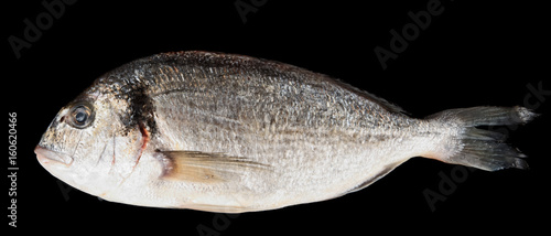 Tableau sur toile Dorade gilthead bream isolated on black