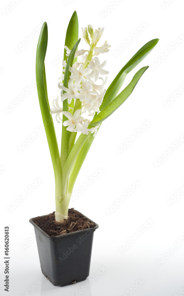 White hyacinth isolated on white background White hyacinth isolated on white background