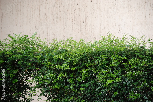 parede e folhas verdes © Vitria