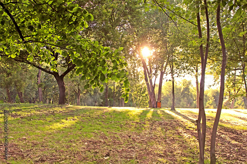 Sunset in the park photo