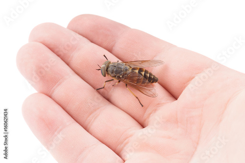 Live horsefly sitting on palm isolated on white