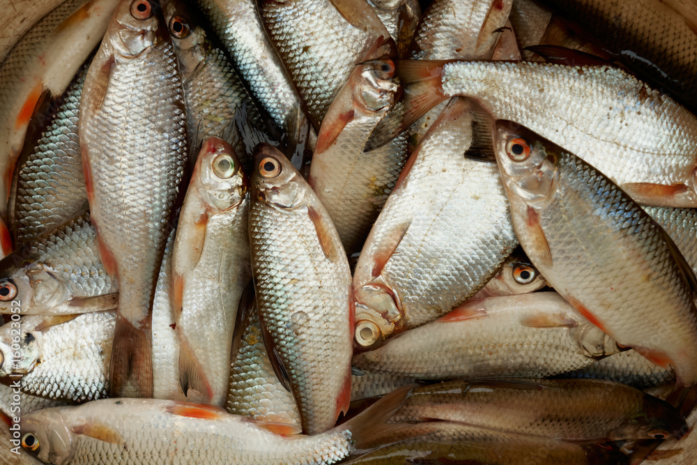 A lot of small fish, close-up A lot of small fish, close-up