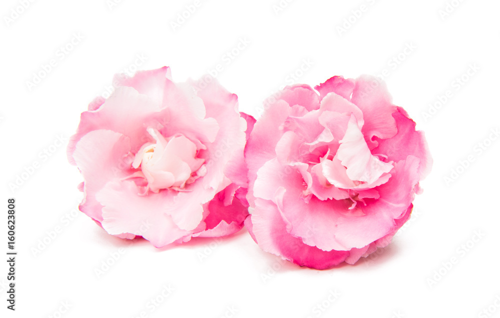 Pink oleander flower isolated Pink oleander flower isolated