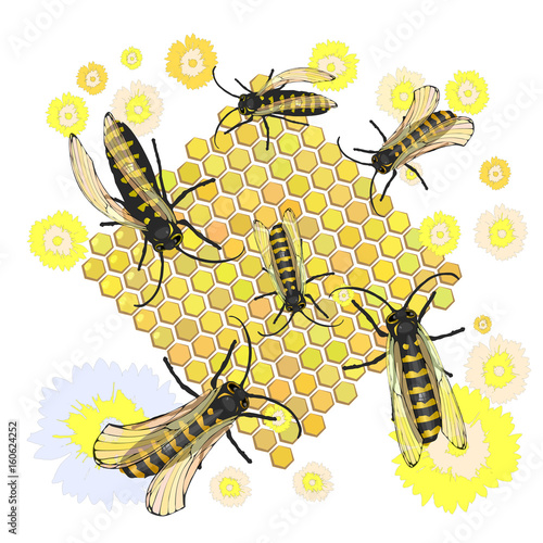 Bees collect honey. The dance