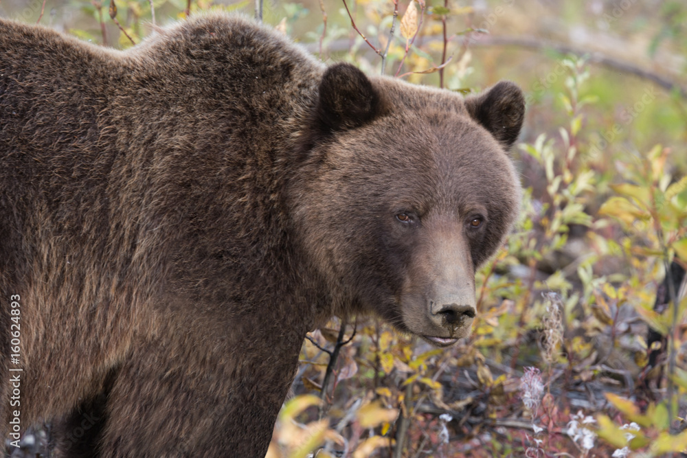 Fototapeta premium What to you see?