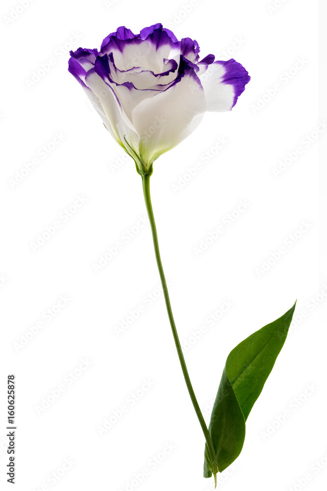 Eustoma flower isolated Eustoma flower isolated
