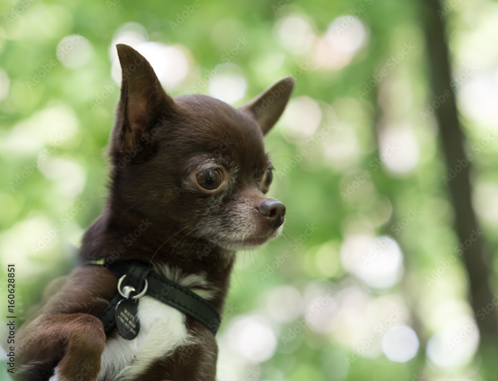 Chocolate brown Chihuahua with white chest portrait close up Stock